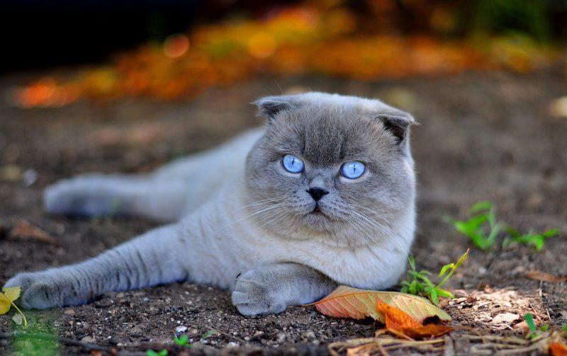 Hình ảnh mèo Anh lông ngắn mắt xanh ngọc