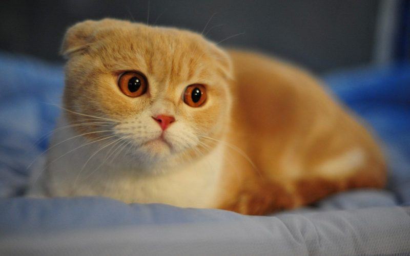 hình ảnh của một con mèo anh màu vàng và xoăn