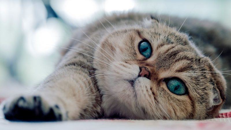 Hình ảnh mèo Anh lông ngắn mắt xanh