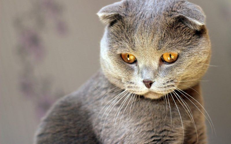 một hình ảnh của một con mèo Anh với đôi mắt màu hổ phách