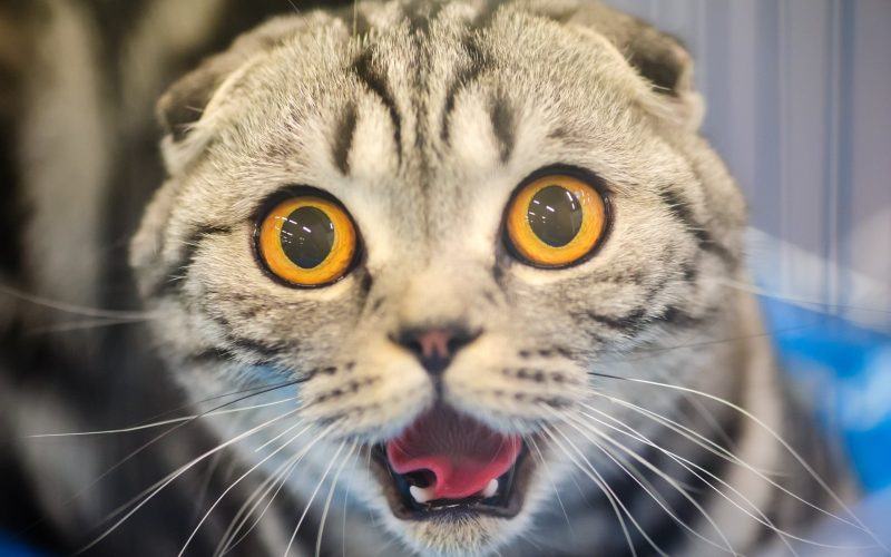 hình ảnh chú mèo Anh với khuôn mặt sợ hãi