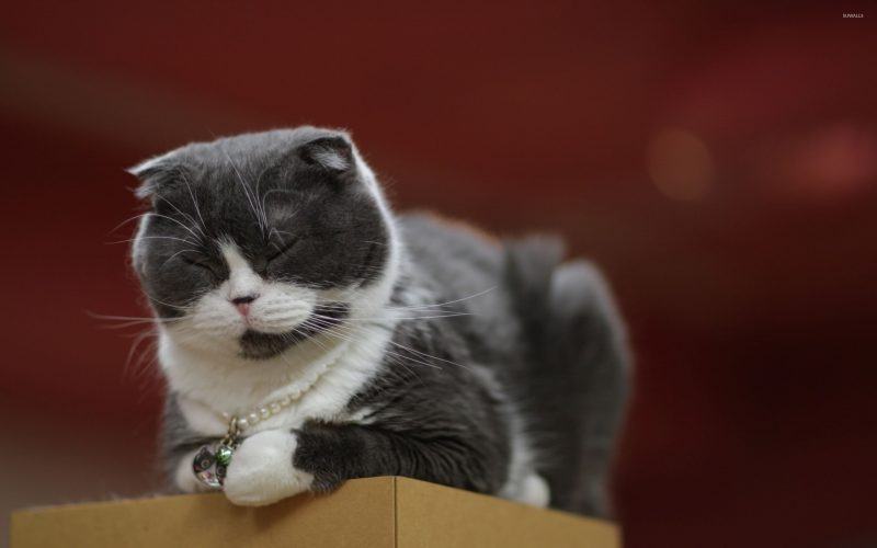 một hình ảnh của một con mèo tuxedo rất dễ thương của Anh
