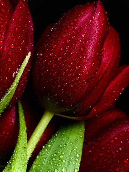 hình ảnh giọt nước trên hoa tulip