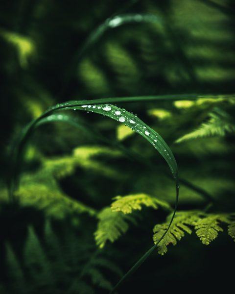 hình ảnh giọt nước trên lá trong rừng