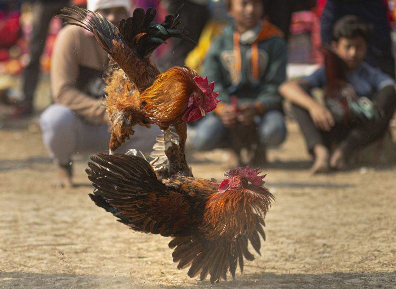 Hình ảnh gà chọi