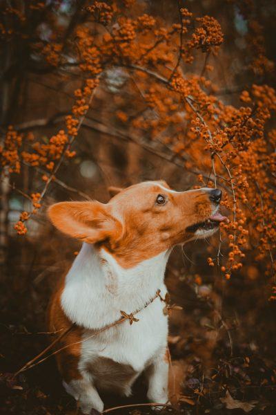 Hình ảnh chó Corgi trên điện thoại