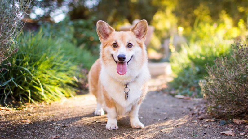 Một hình ảnh rất nhanh về Corgi.  chó