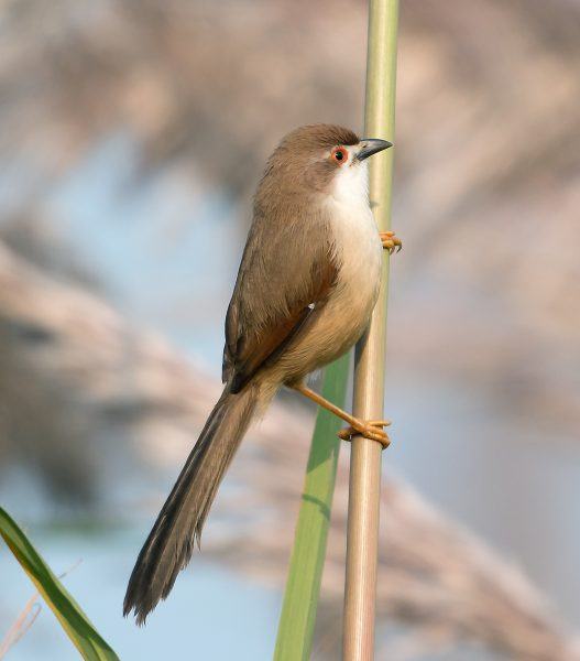 một minh họa của một con chim đẹp