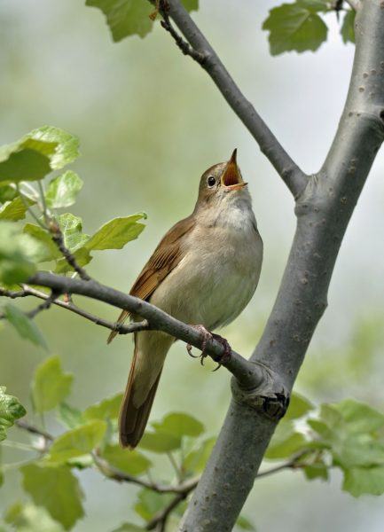 bài hát nightingale hình ảnh