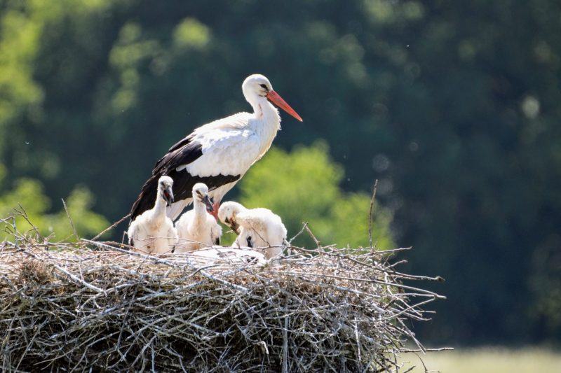 Hình ảnh người mẹ bên đàn con nhỏ