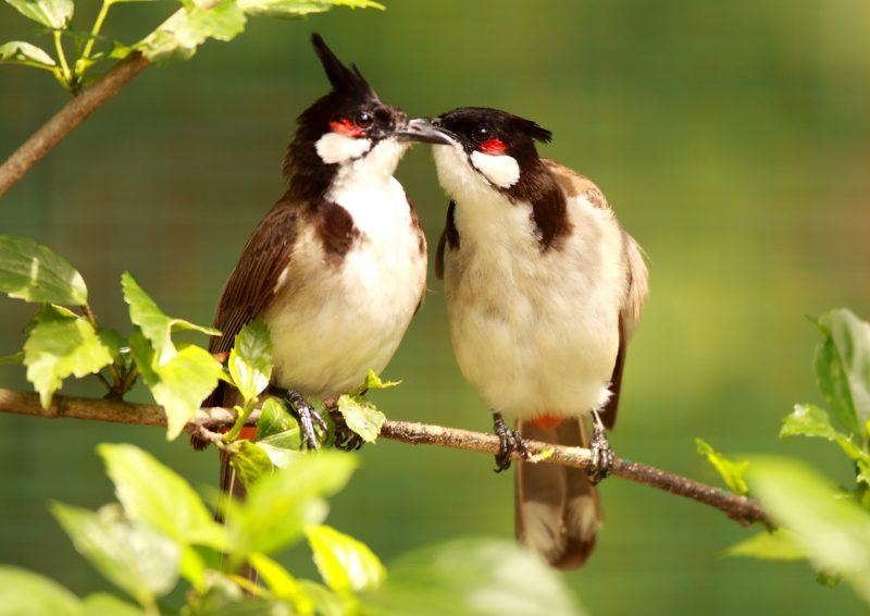 Hình ảnh chim chào mào rất lãng mạn