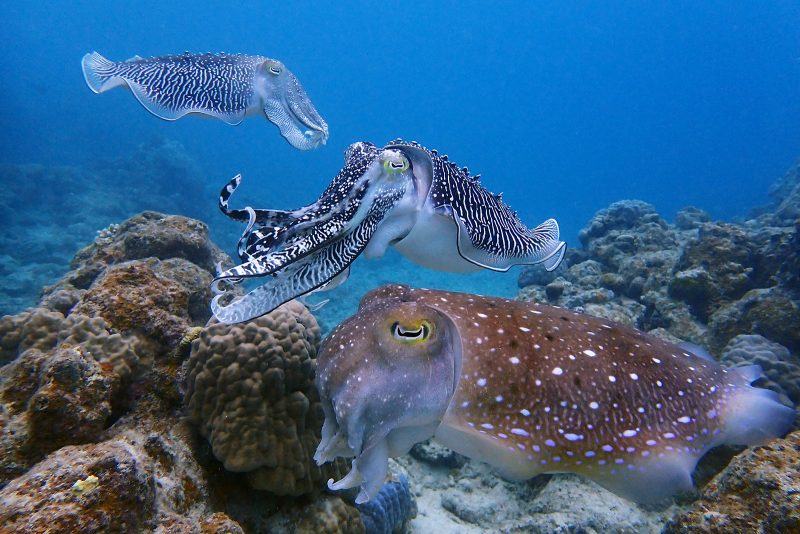 hình ảnh của một con cá mực trong một rạn san hô