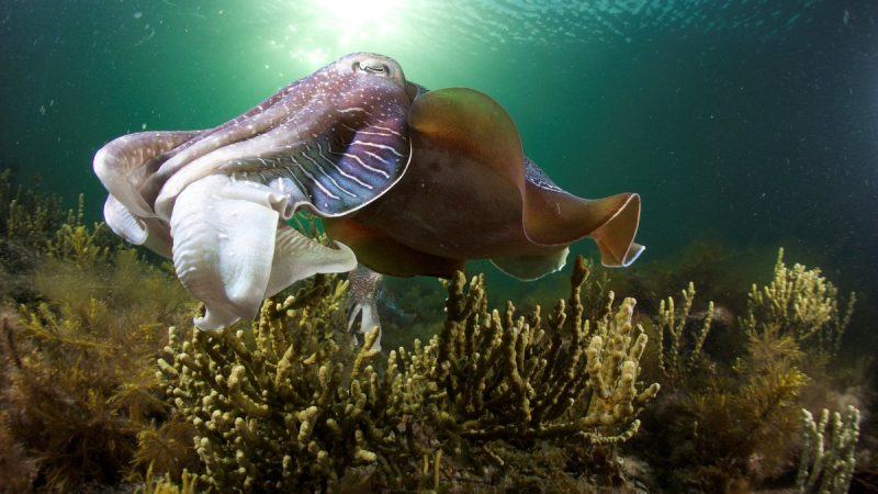 Một hình ảnh rất thú vị của một con mực dưới biển