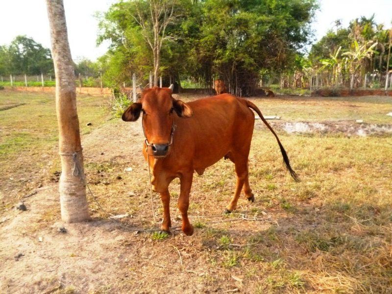 một hình ảnh của một con bò