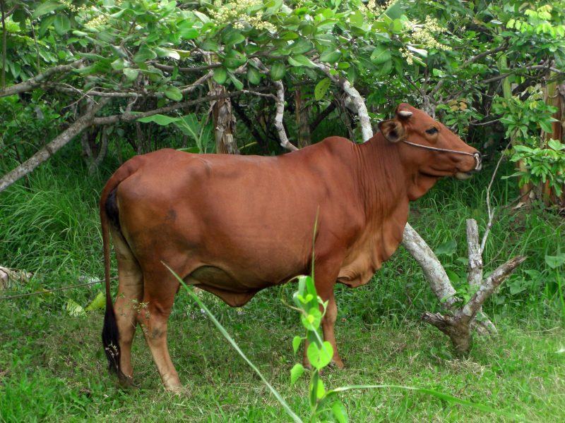 Tải hình ảnh con bò