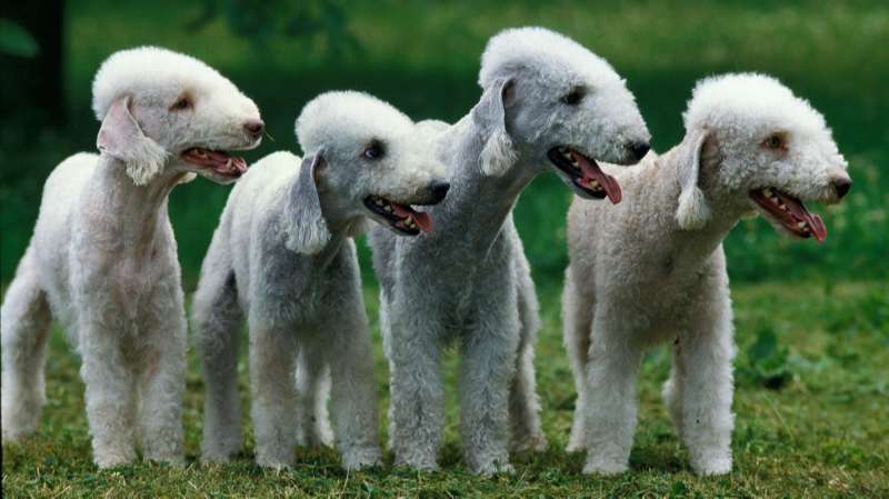 Con chó xấu xí nhất thế giới nhưng Bedlington Terrier