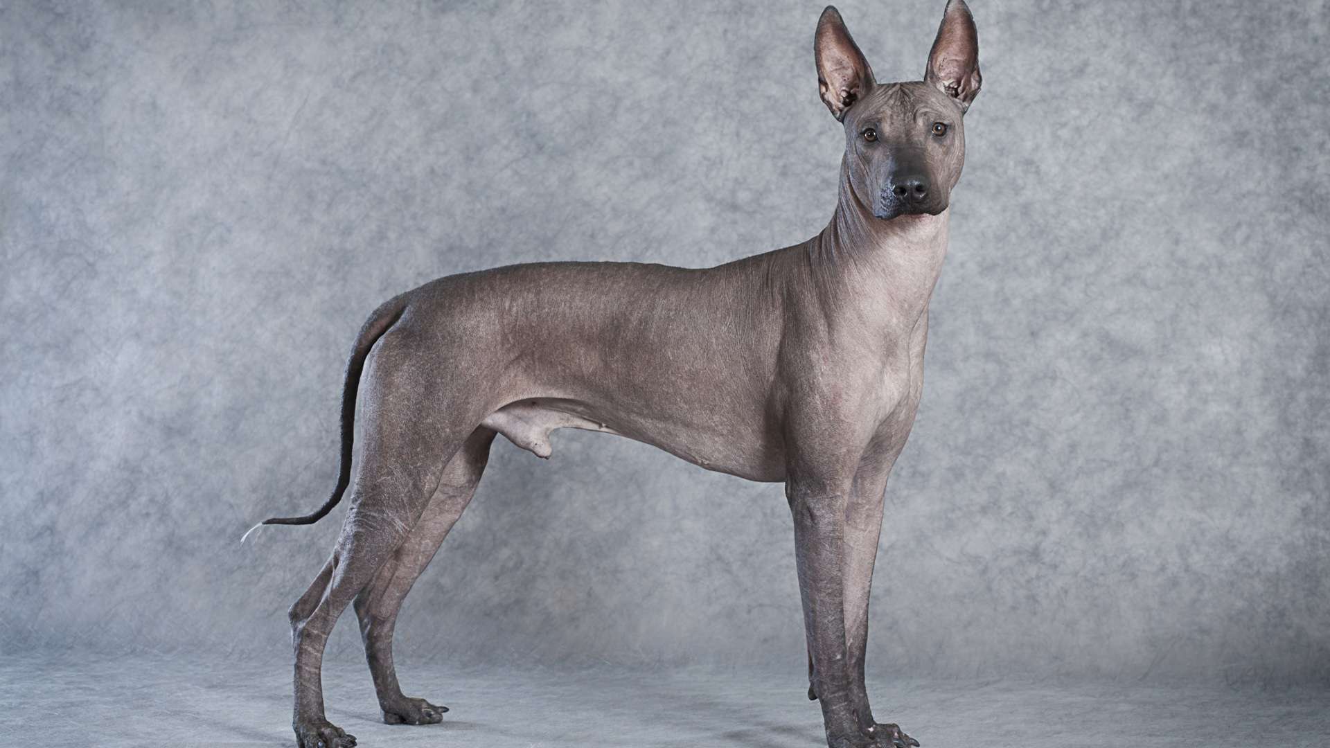 Chú chó trụi lông Xoloitzcuintli