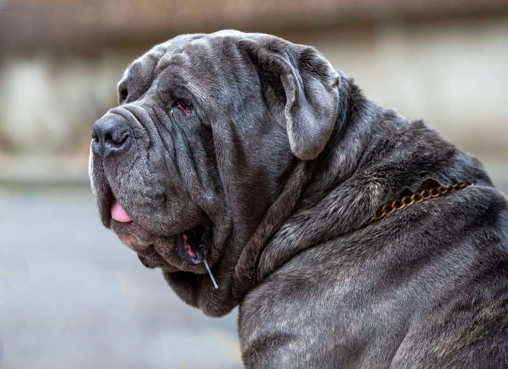 Neapolitan Mastiff