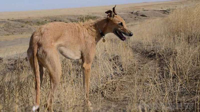 American Sighthound trông giống như 