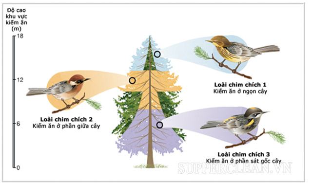 Ranh giới sinh thái giúp chúng ta hiểu hành vi của các sinh vật sống