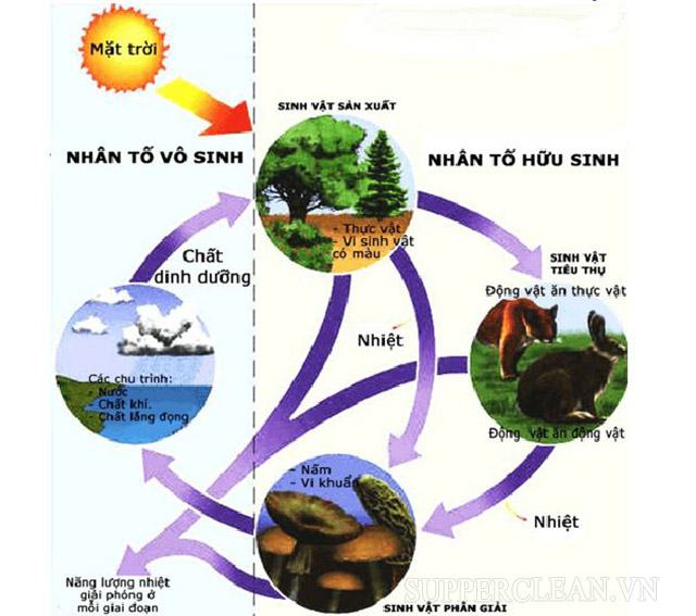 Một nhóm những thứ có ảnh hưởng đến ranh giới của môi trường