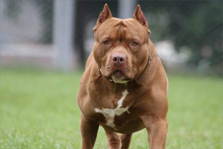 234+ Hình Ảnh Chó Pitbull Ngầu Hung Dữ, Hài Hước Đẹp Nét