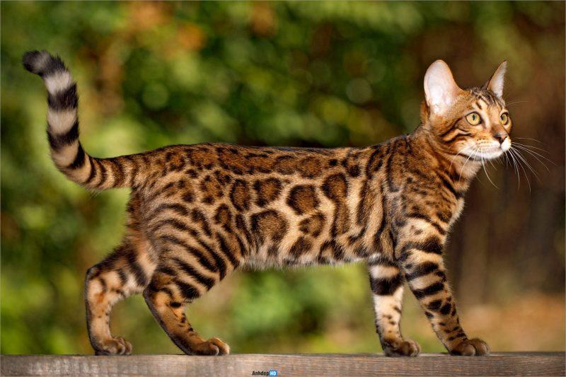 Hình ảnh mèo Bengal