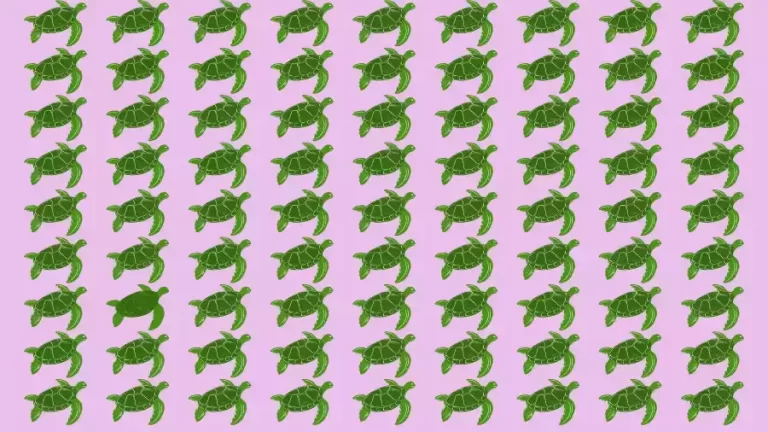 Optical Illusion Brain Test: Can you spot the odd Turtle in the picture within 08 seconds?