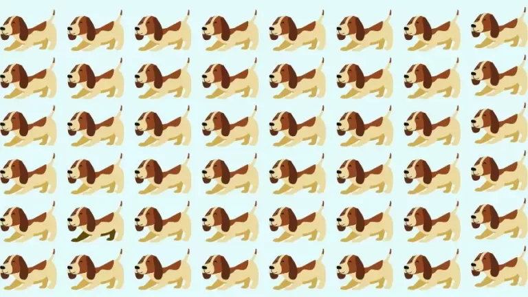 Optical Illusion Challenge: If you have Eagle Eyes find the Odd Dog in 15 Seconds