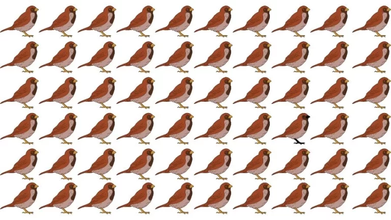 Optical Illusion Visual Test: If you have Eagle Eyes find the Odd Sparrow in 18 Seconds