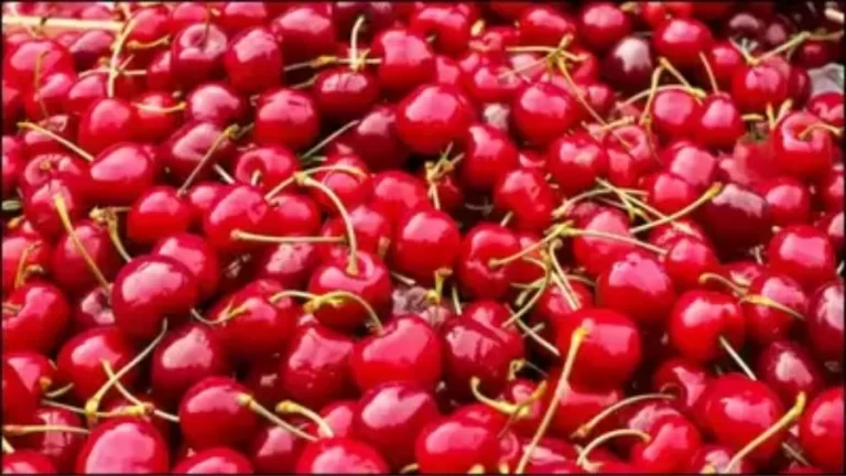 Observation Brain Test: Find the hidden Tomato among these cherries in 17 Secs