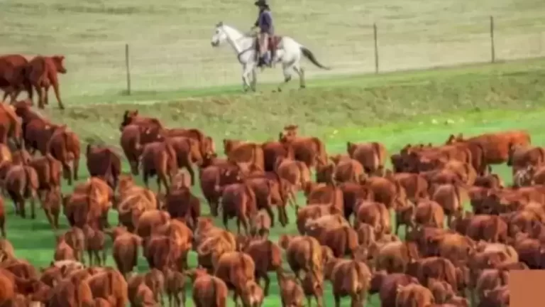 Bear Finding Optical Illusion: Only Eagle Eyes Can Spot the Bear Hidden Among the Horse in 8 Seconds?