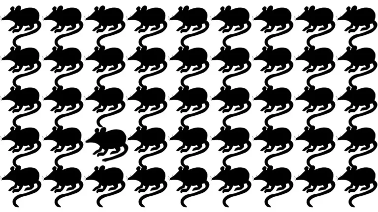 Genius Optical Illusion: Spot Odd Rat in Less than 10 Seconds