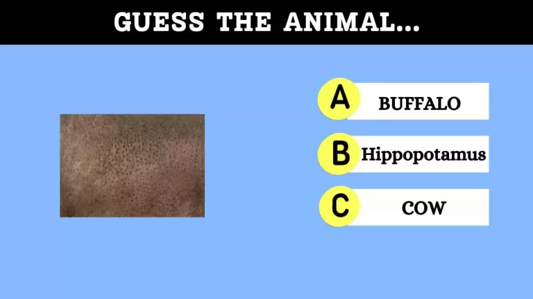 Can you Guess the Animal